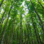 a Lush Green Forest of Trees